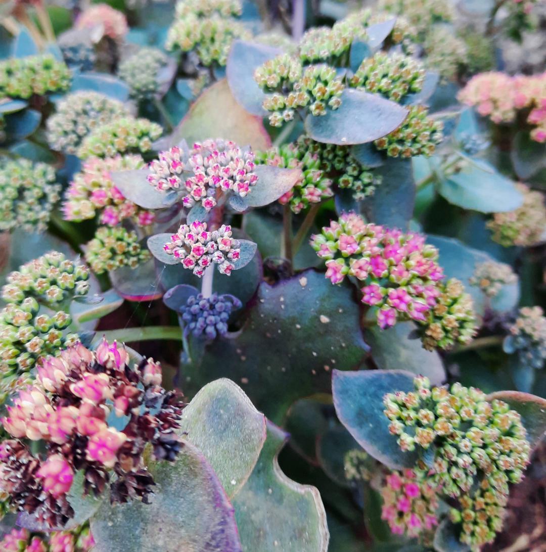 Kärleksört Coraljade