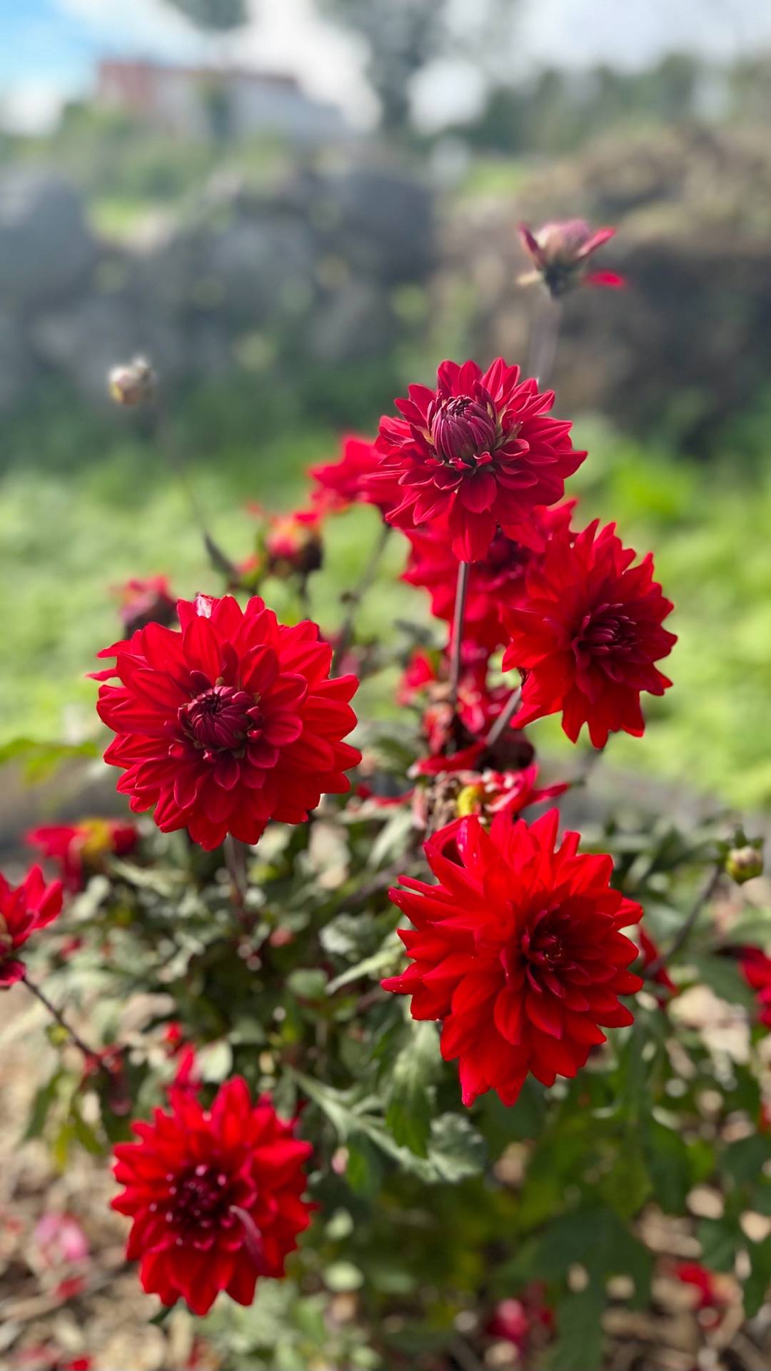 Dahlia Karma Amora