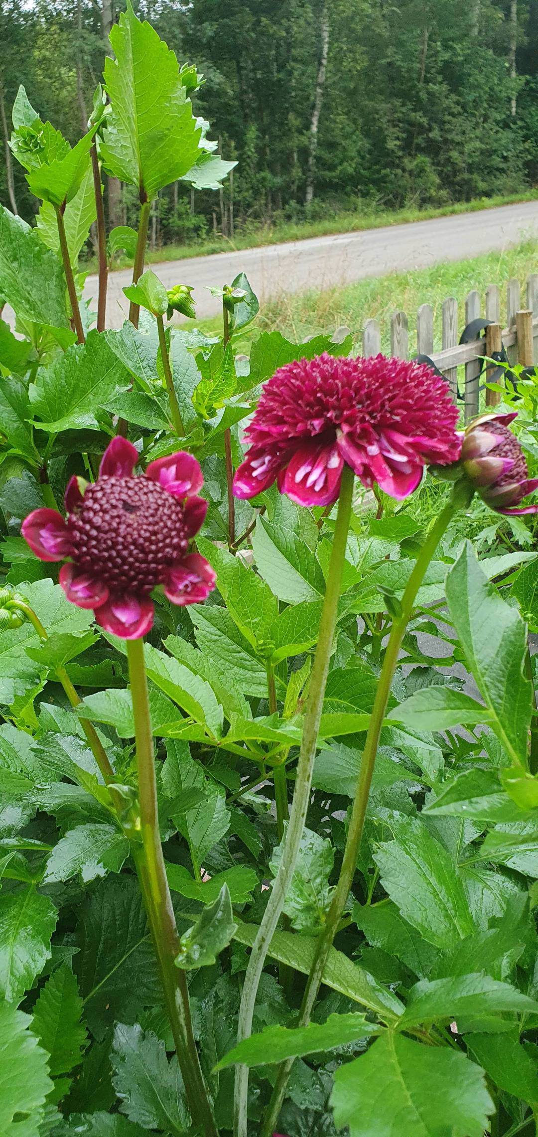 Dahlia Rosie Raven