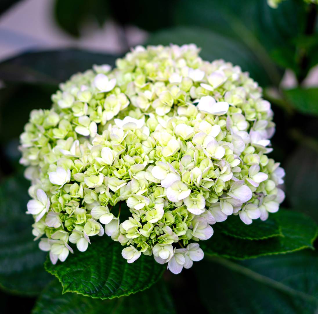Vidjehortensia Lime Rickey