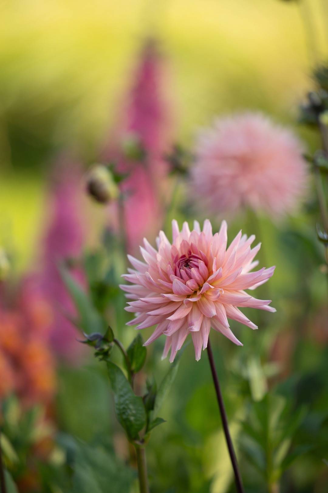 Dahlia Henriette
