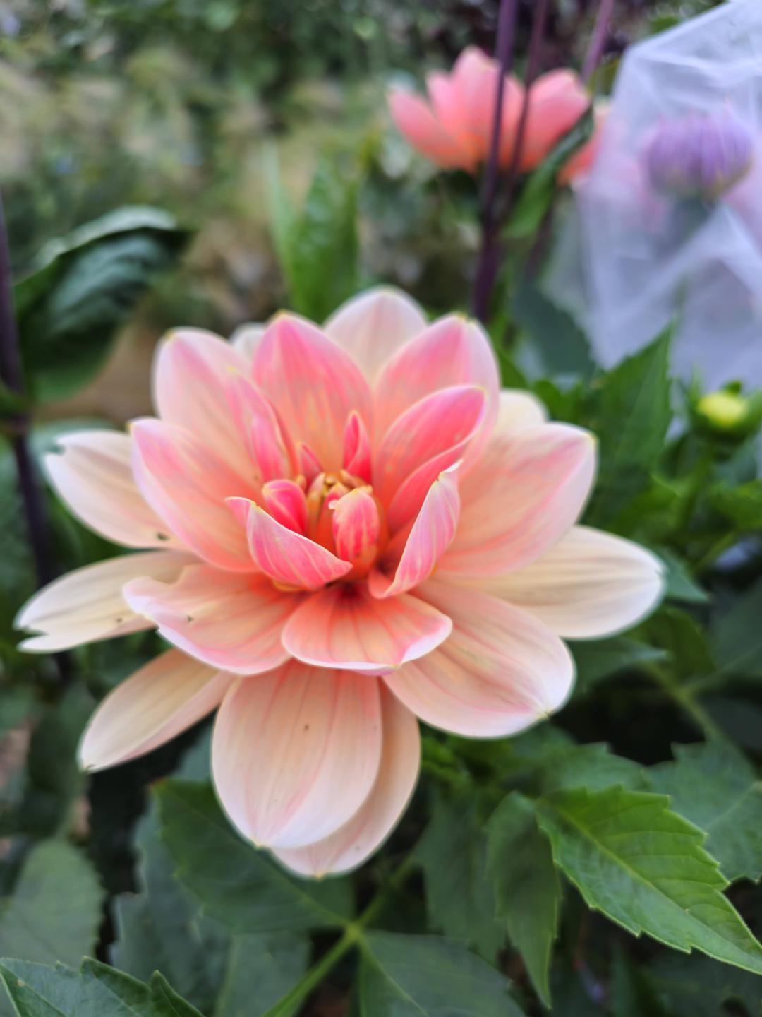 7sortersblomster