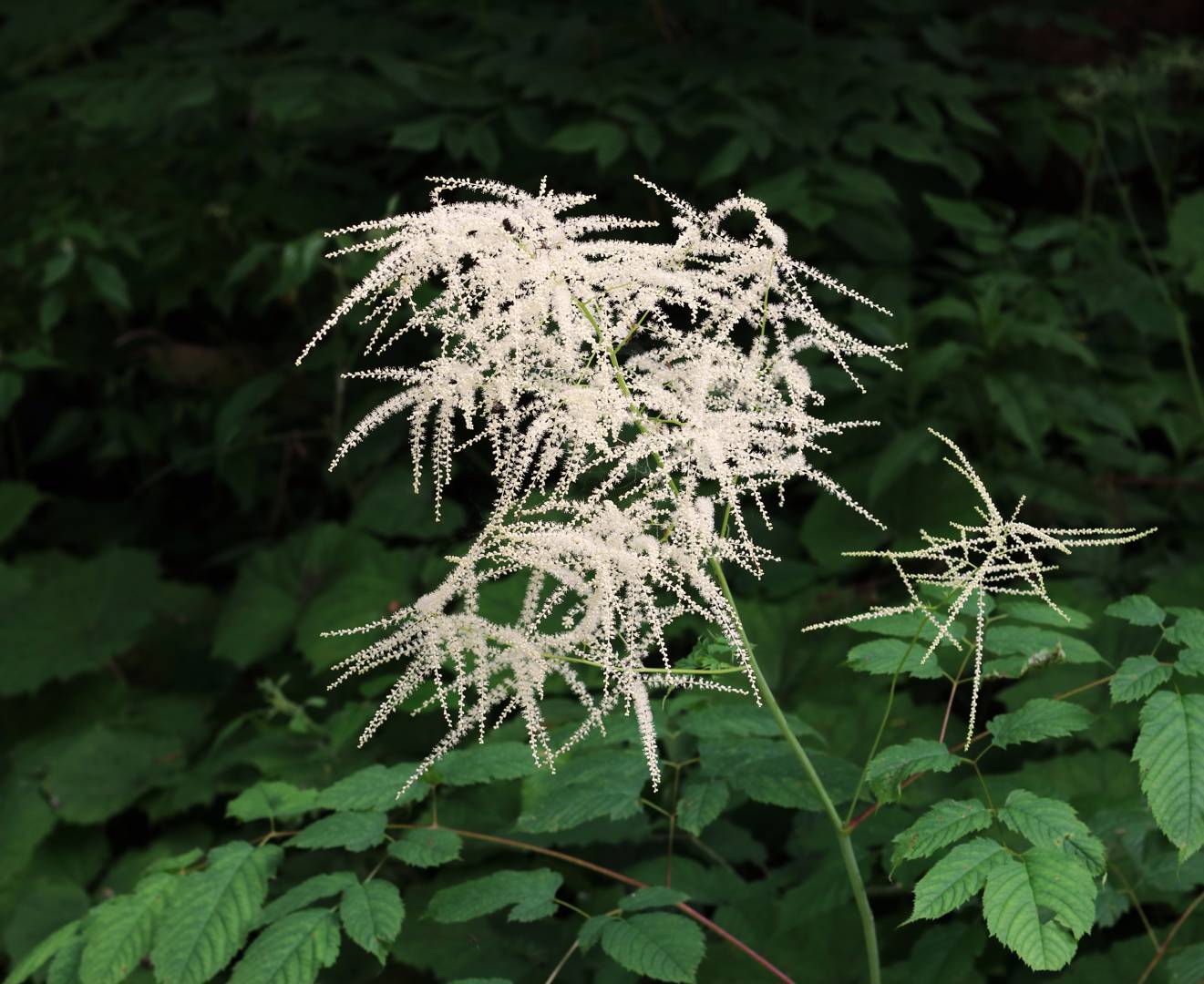 Plymspirea 