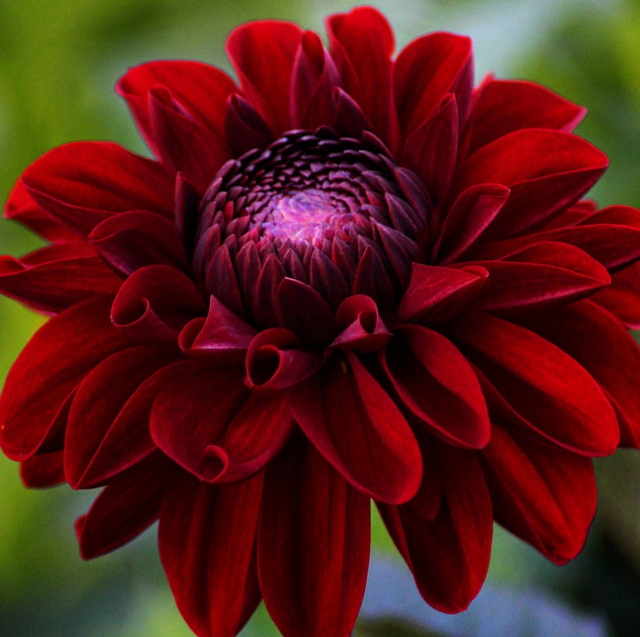 Dahlia Baccara
