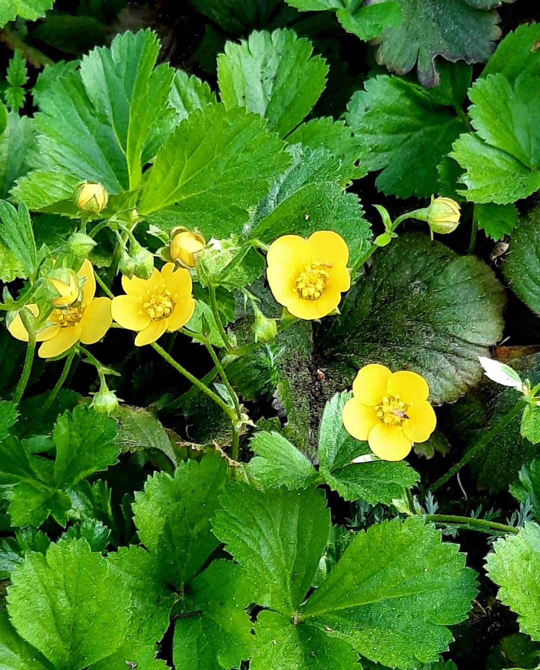 Ylvasodlingslycka
