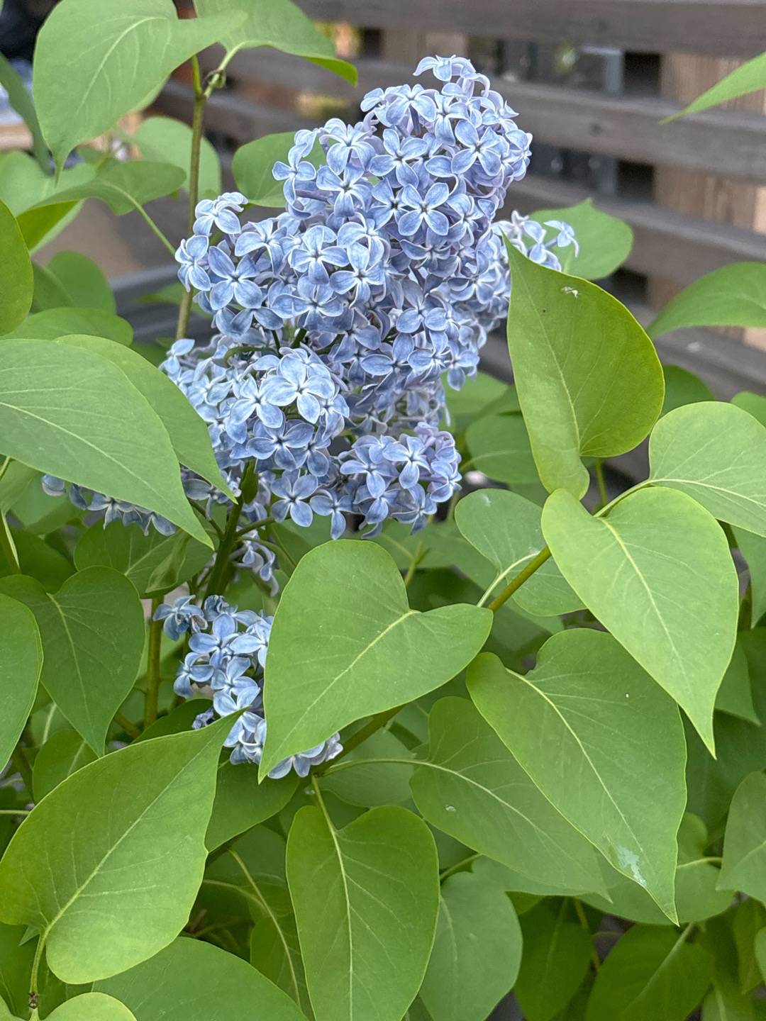 Sjöstadens blomsterträdgård