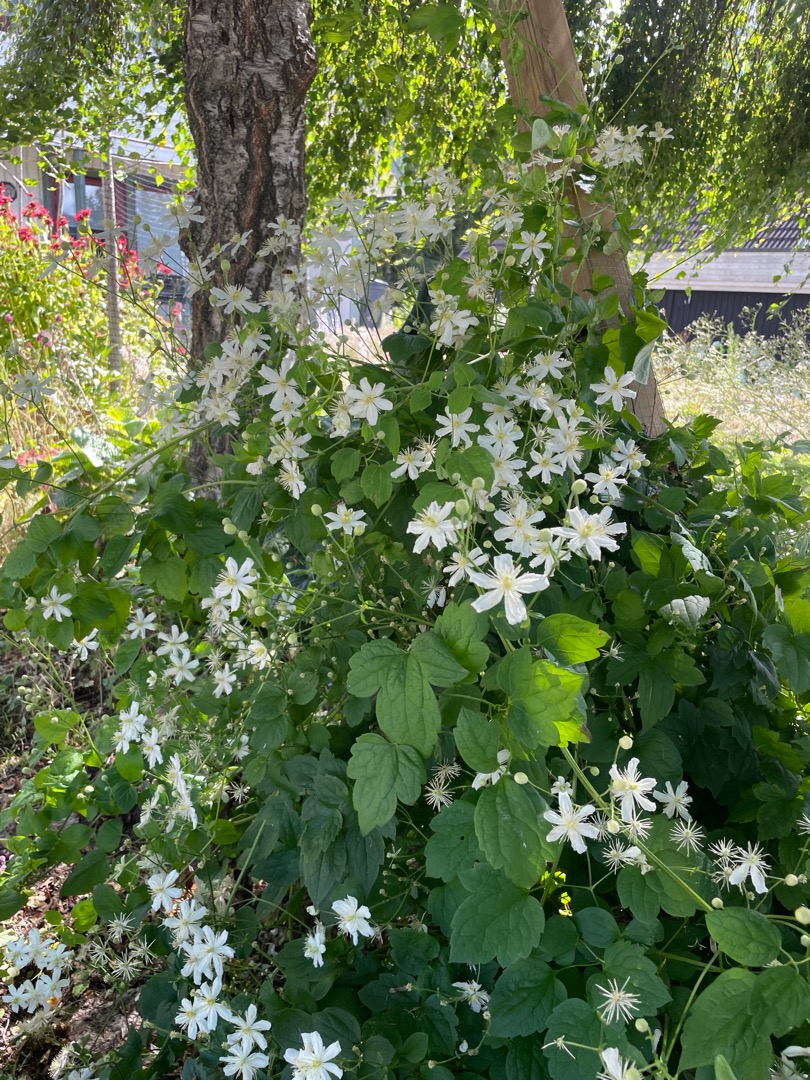 FruJahnstedt