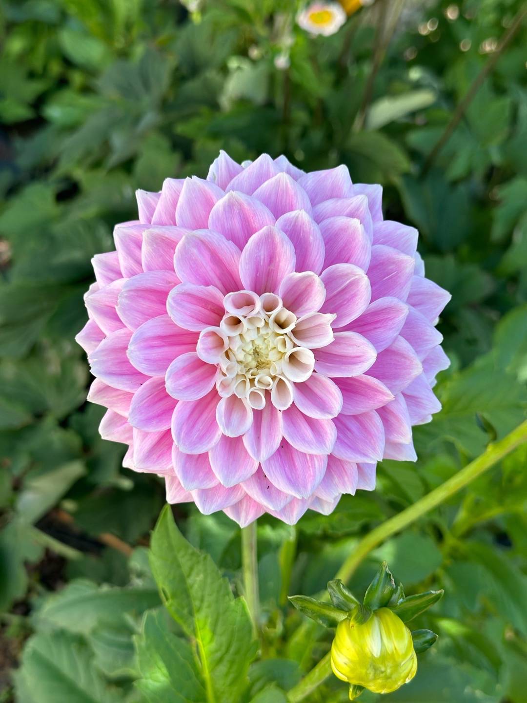 Dahlia Sweet Love