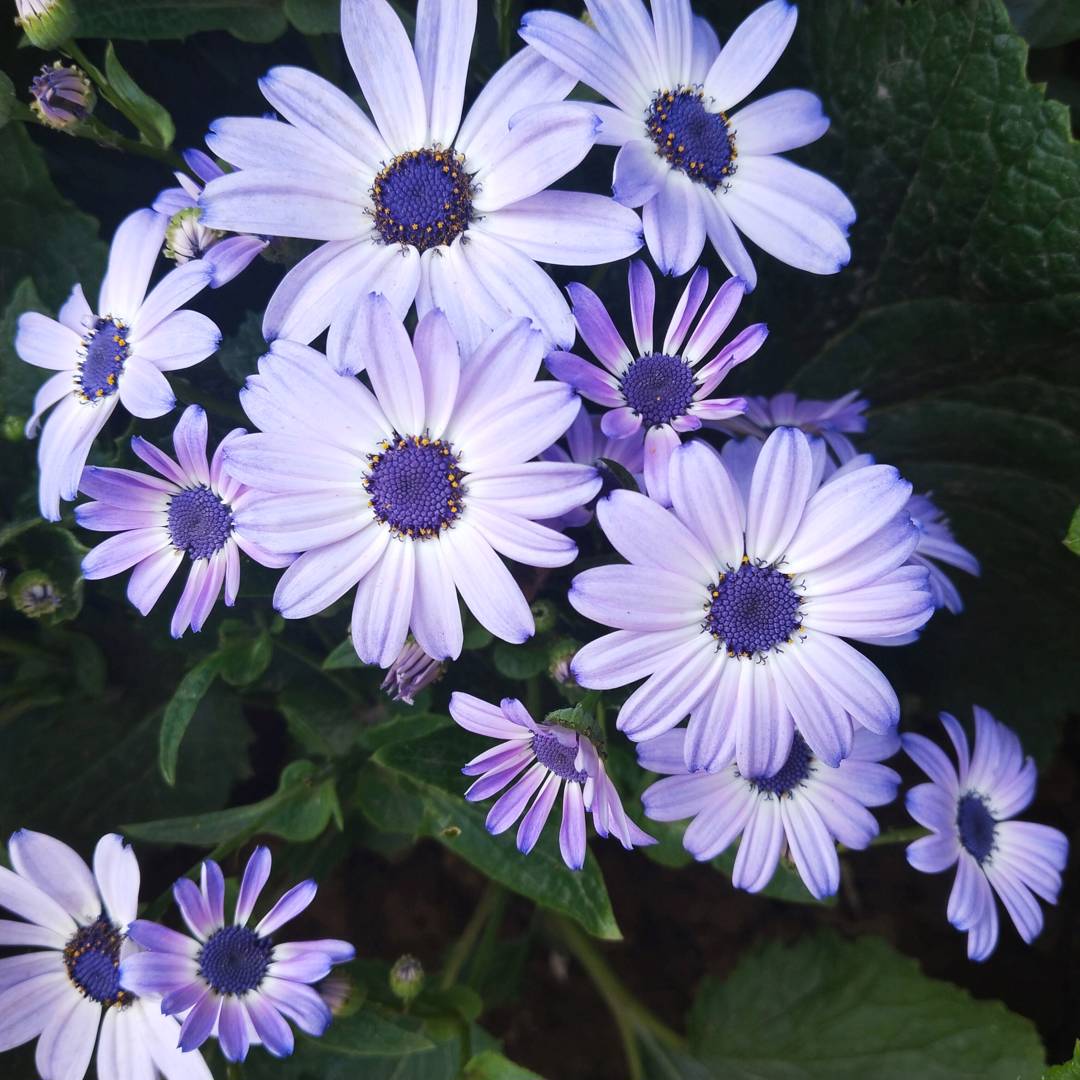 Cineraria 