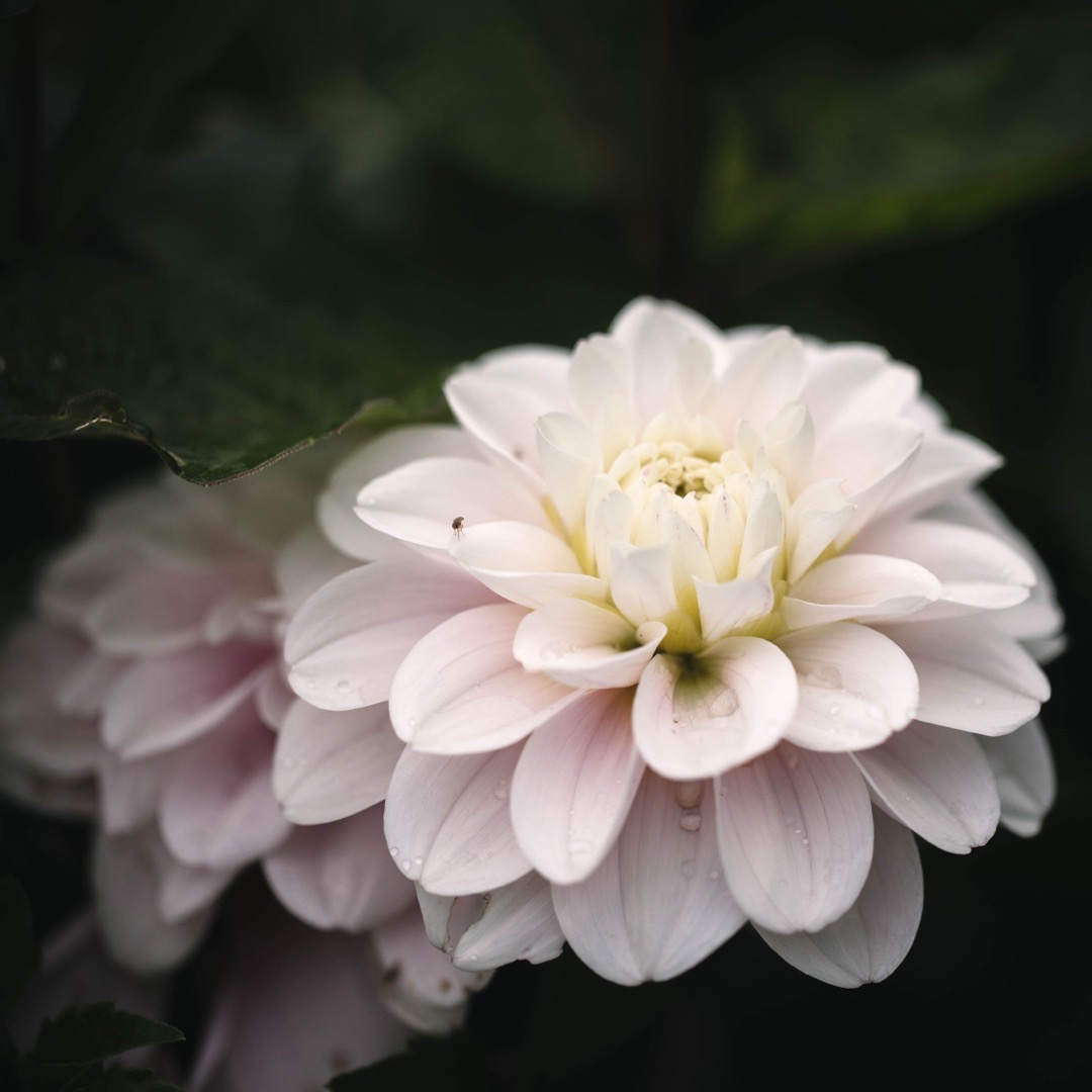 Dahlia Cayen