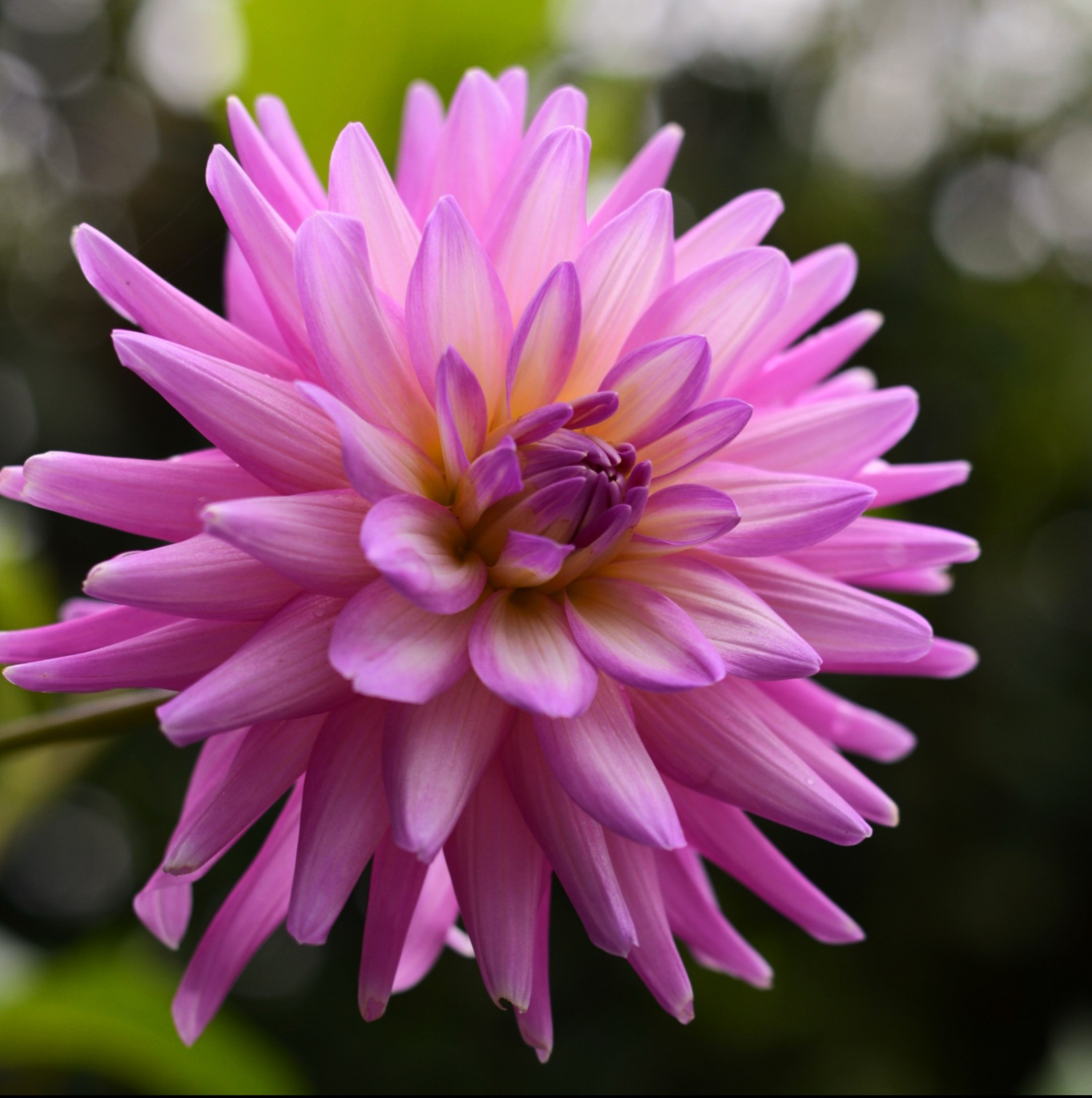 Dahlia Karma Pink Corona