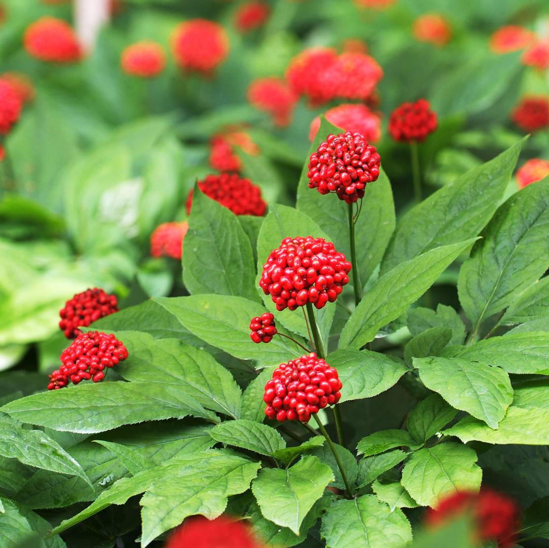 Koreansk Ginseng 