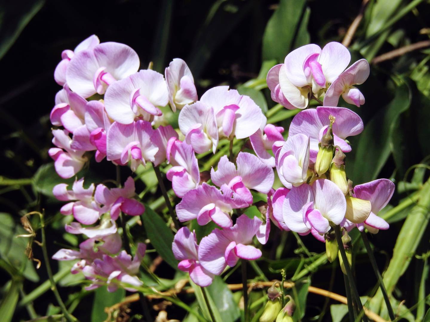 Rosenvial Pink Pearl