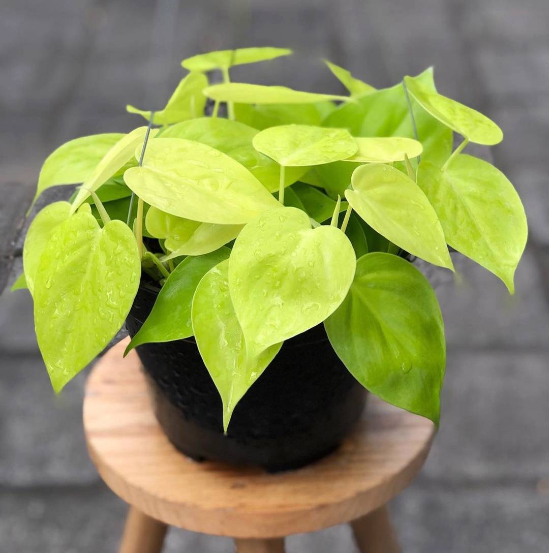 Philodendron Lemon Lime