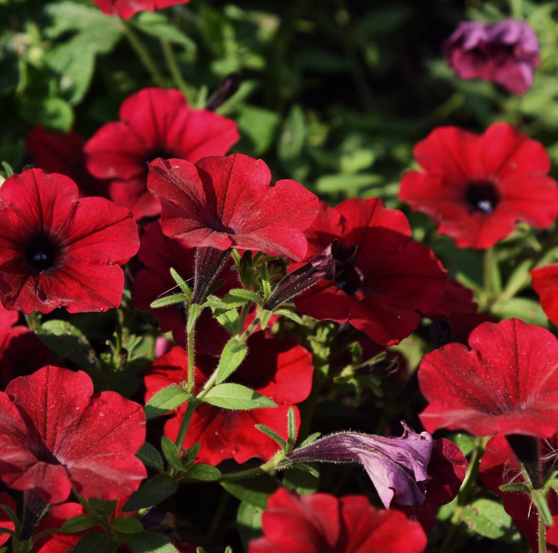 Rondellpetunia Tidal Wave Red Velour