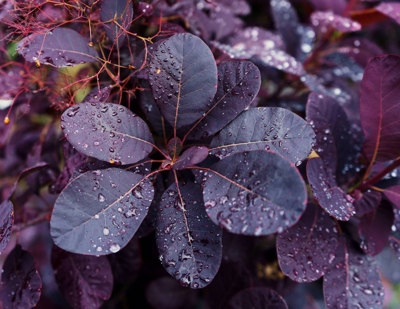 Rödbladig Perukbuske Royal Purple