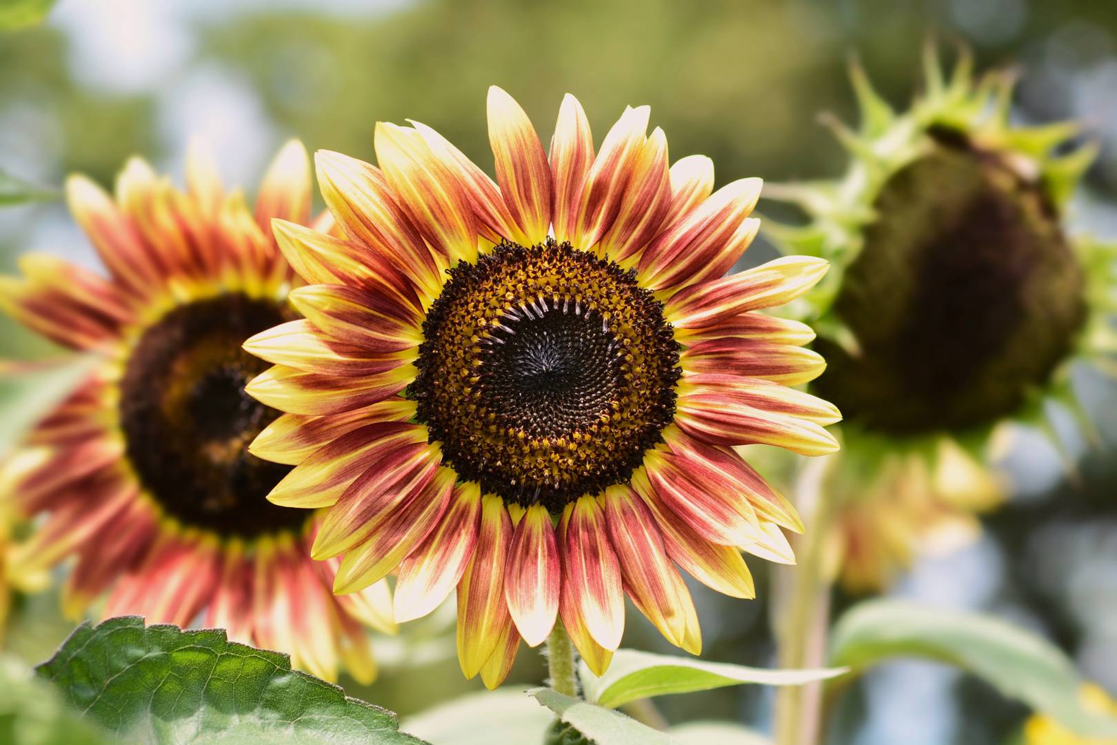 Solros Autumn Beauty
