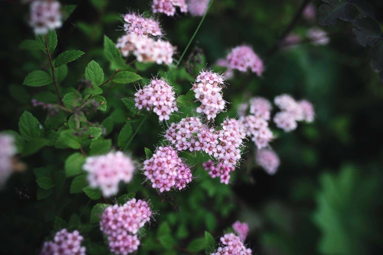 Praktspirea Little Princess