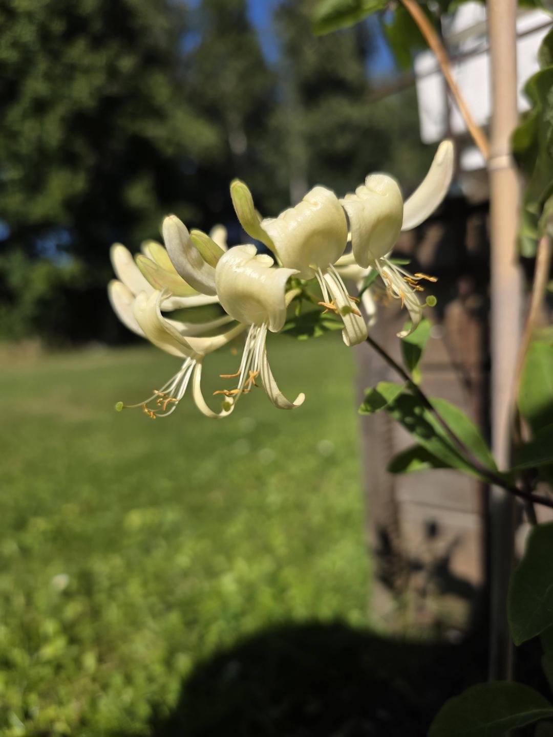 Ankan i rabatten 🌸