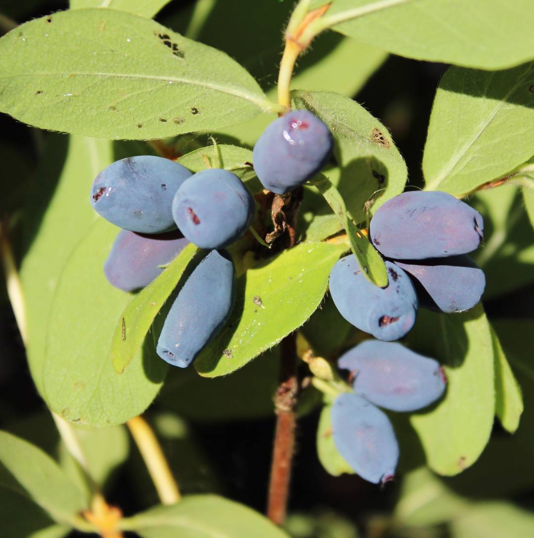 Blåbärstry Kalinka