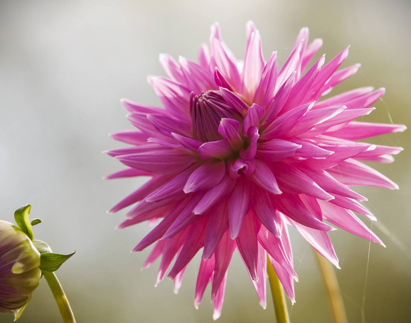 Dahlia American Dream