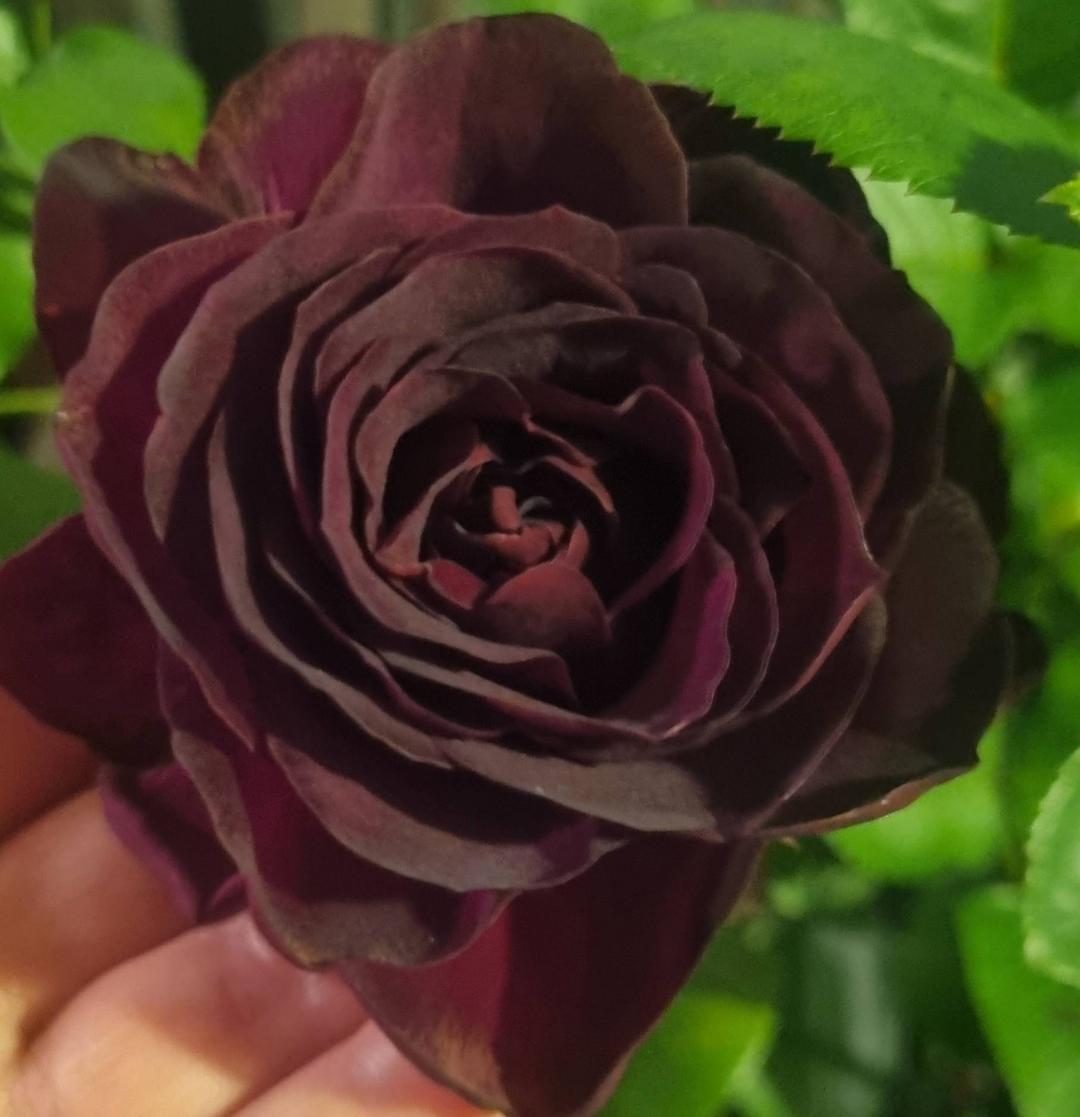 BlommaSvl