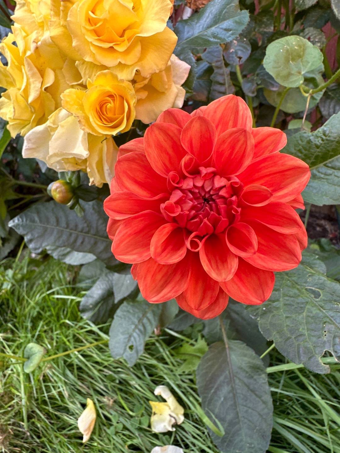 Dahlia Orange Nugget