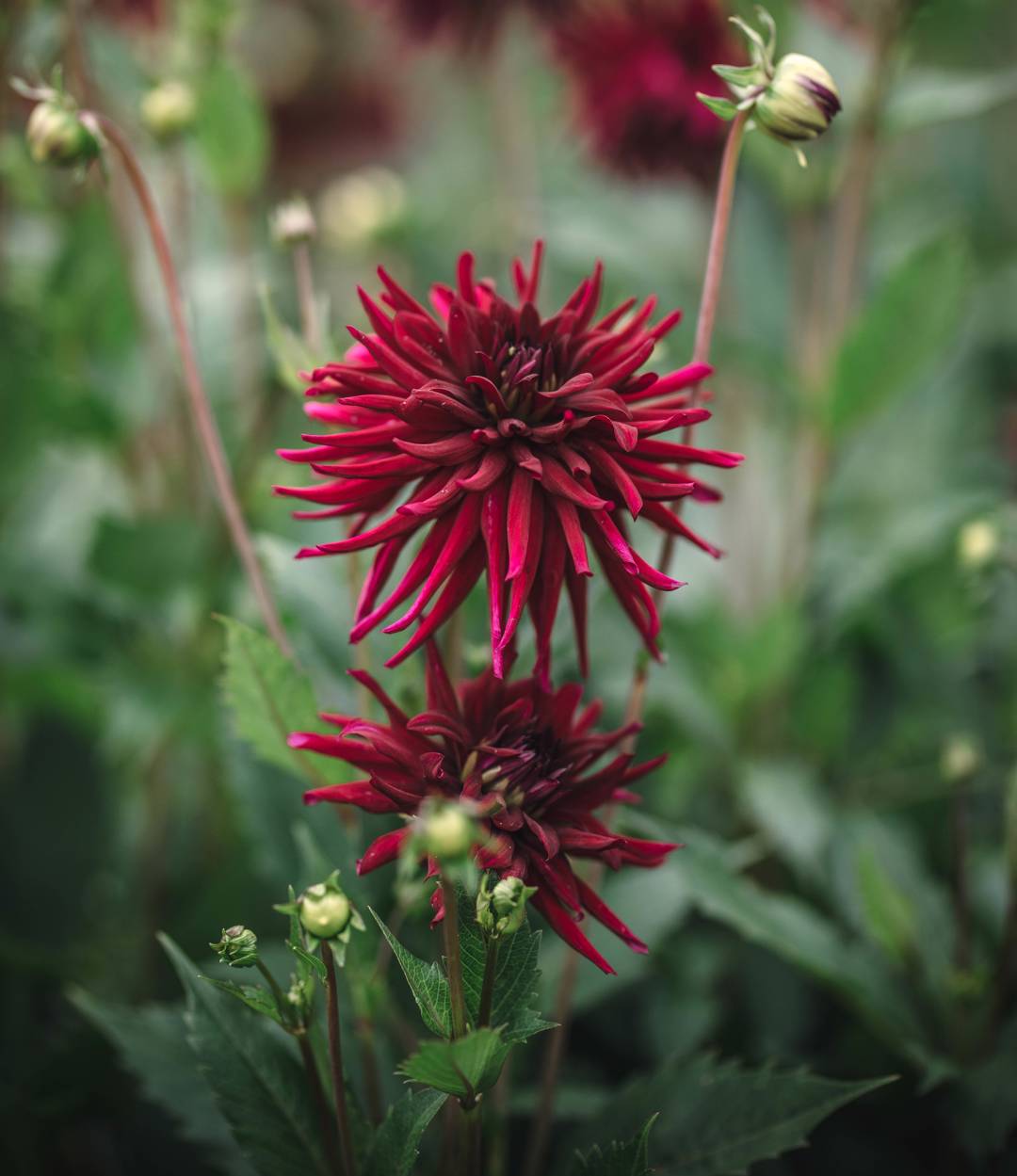 Dahlia Chat Noir