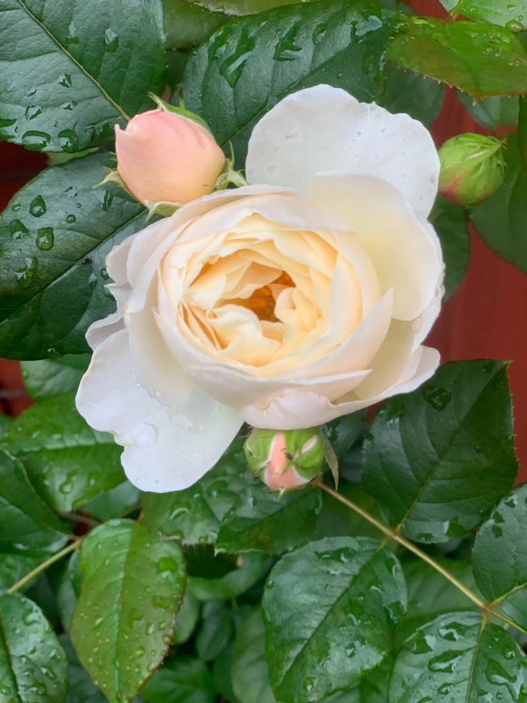 Ros Uetersener Klosterrose