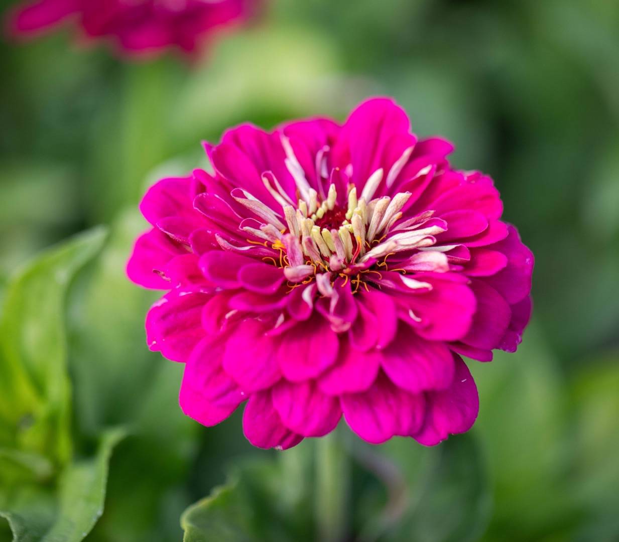 Zinnia Purple Prince