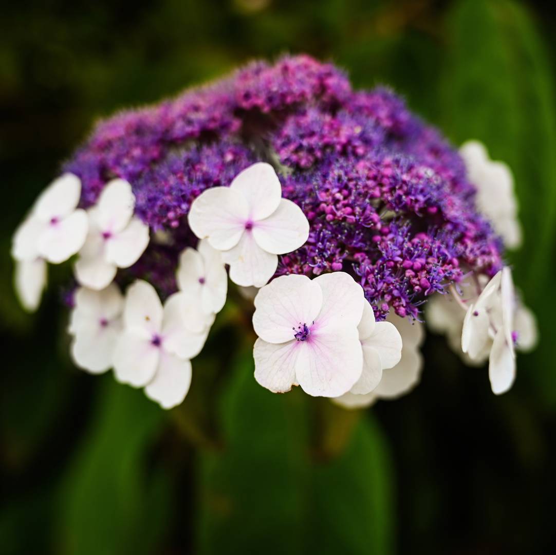Strävhortensia Macrophylla