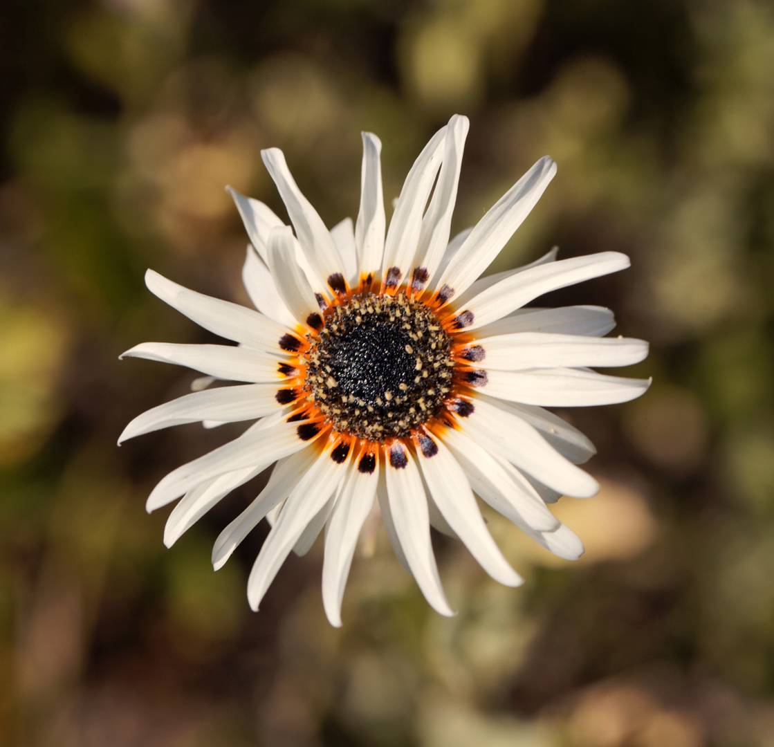 Oh!Garden - Antilopöga