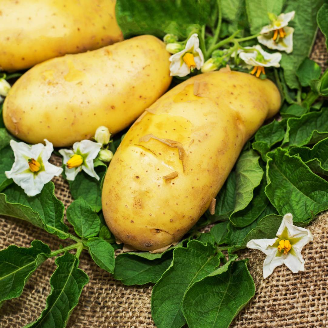 Potatis Annabelle
