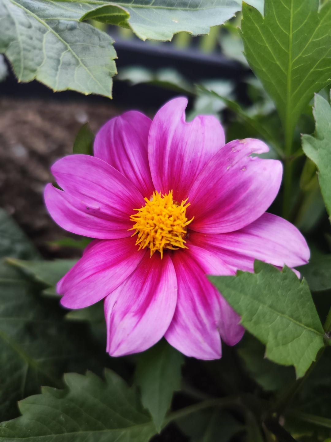 Dahlia Topmix Purple