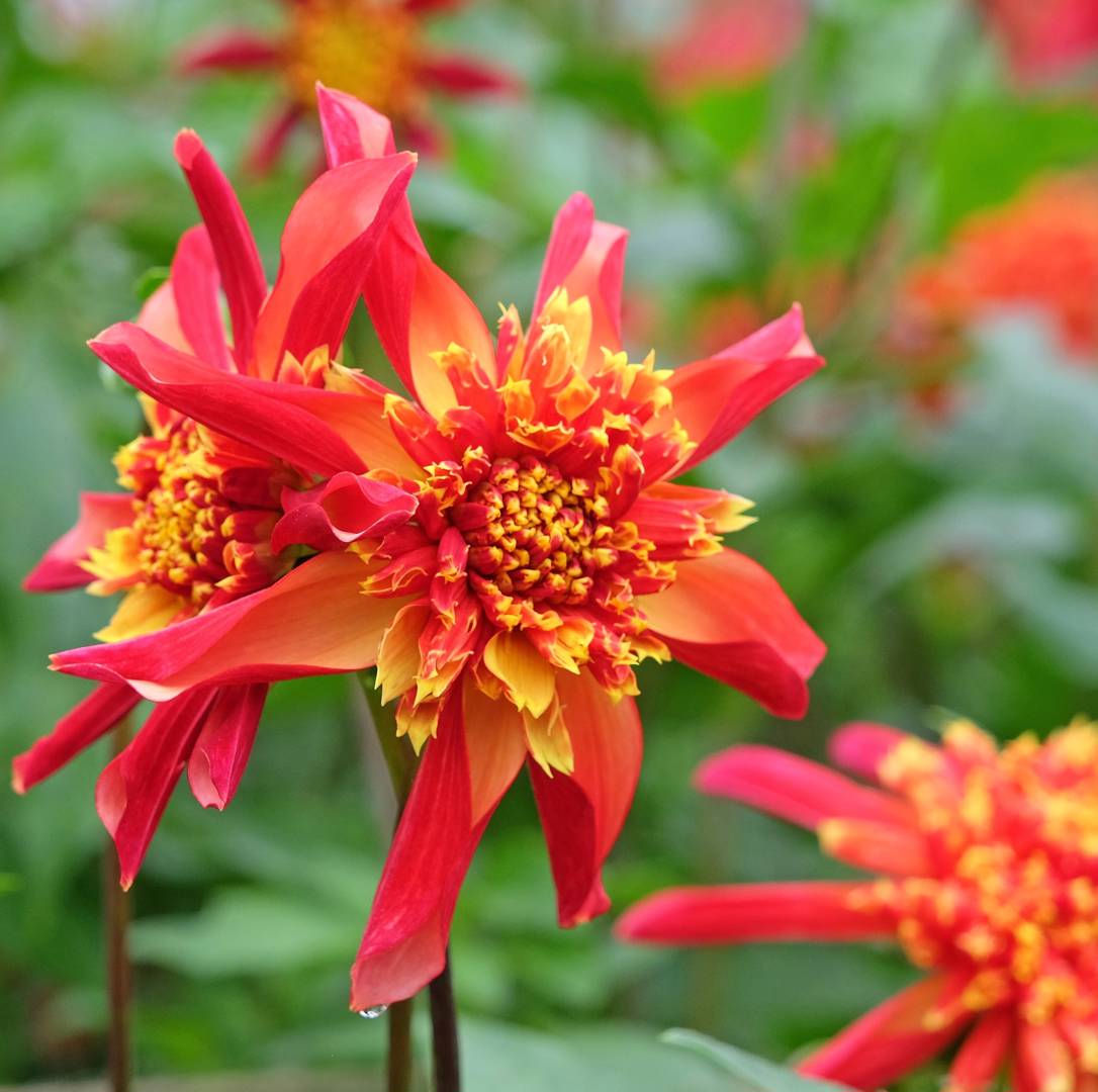 Dahlia Octopus Sparkle