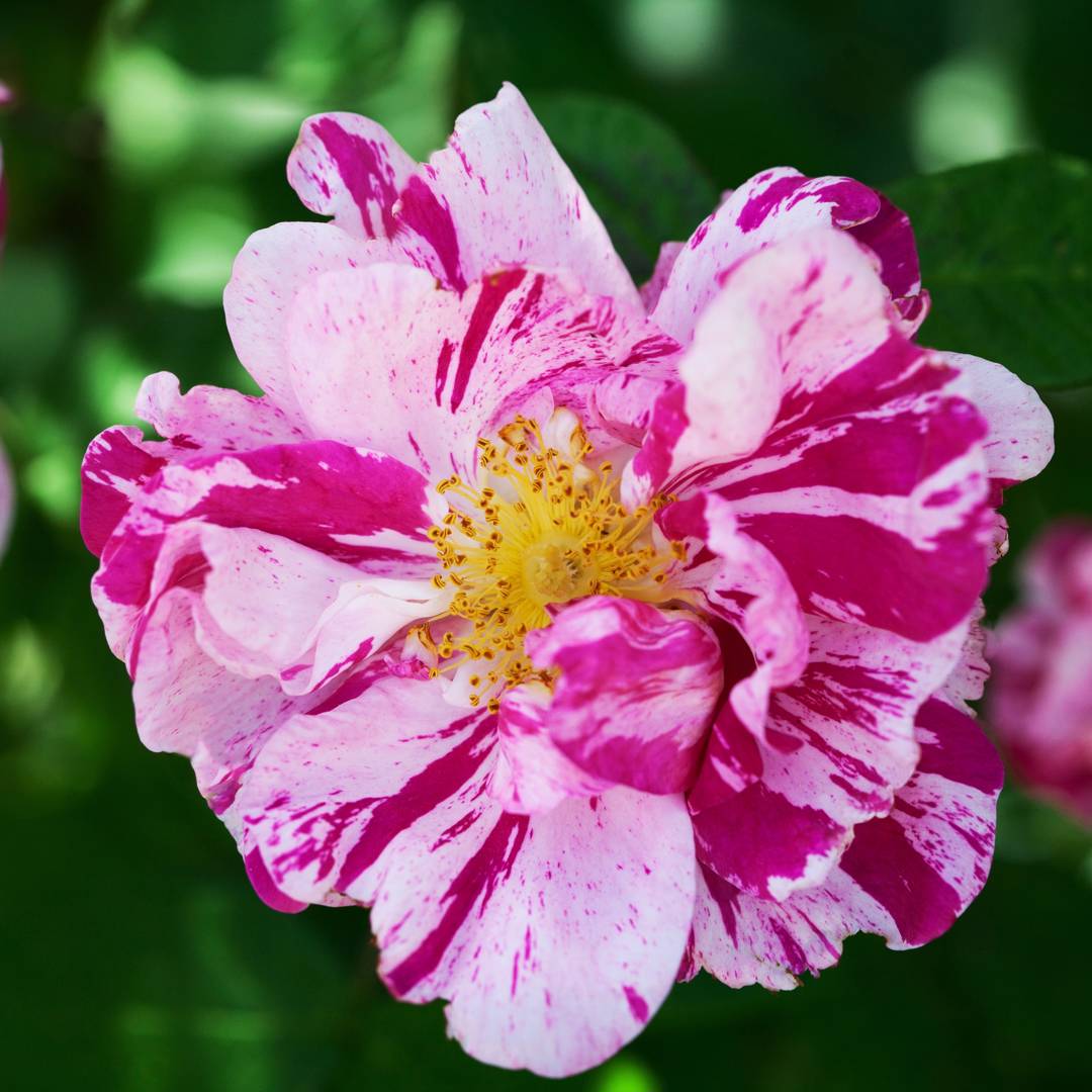 Ros Rosa Mundi