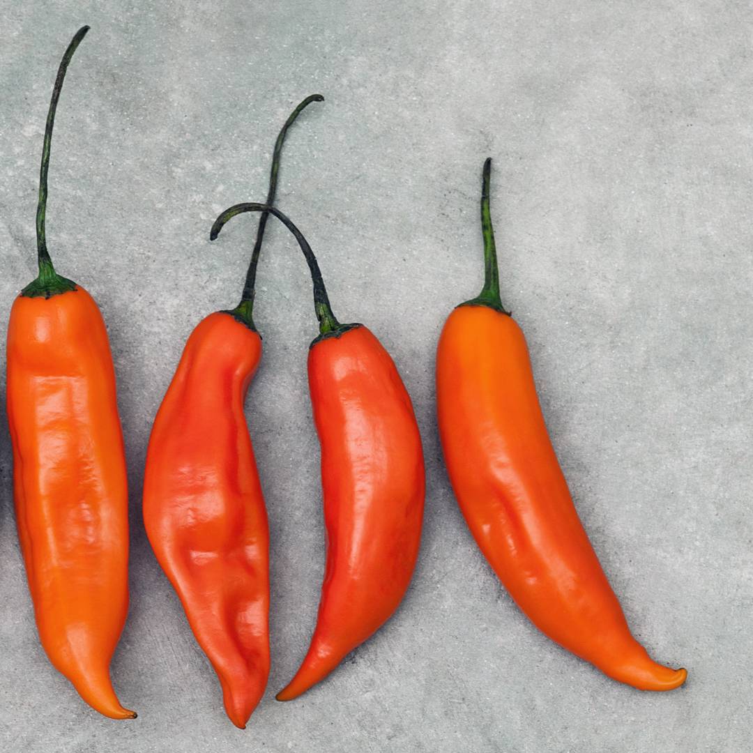 Chilipeppar Aji Amarillo