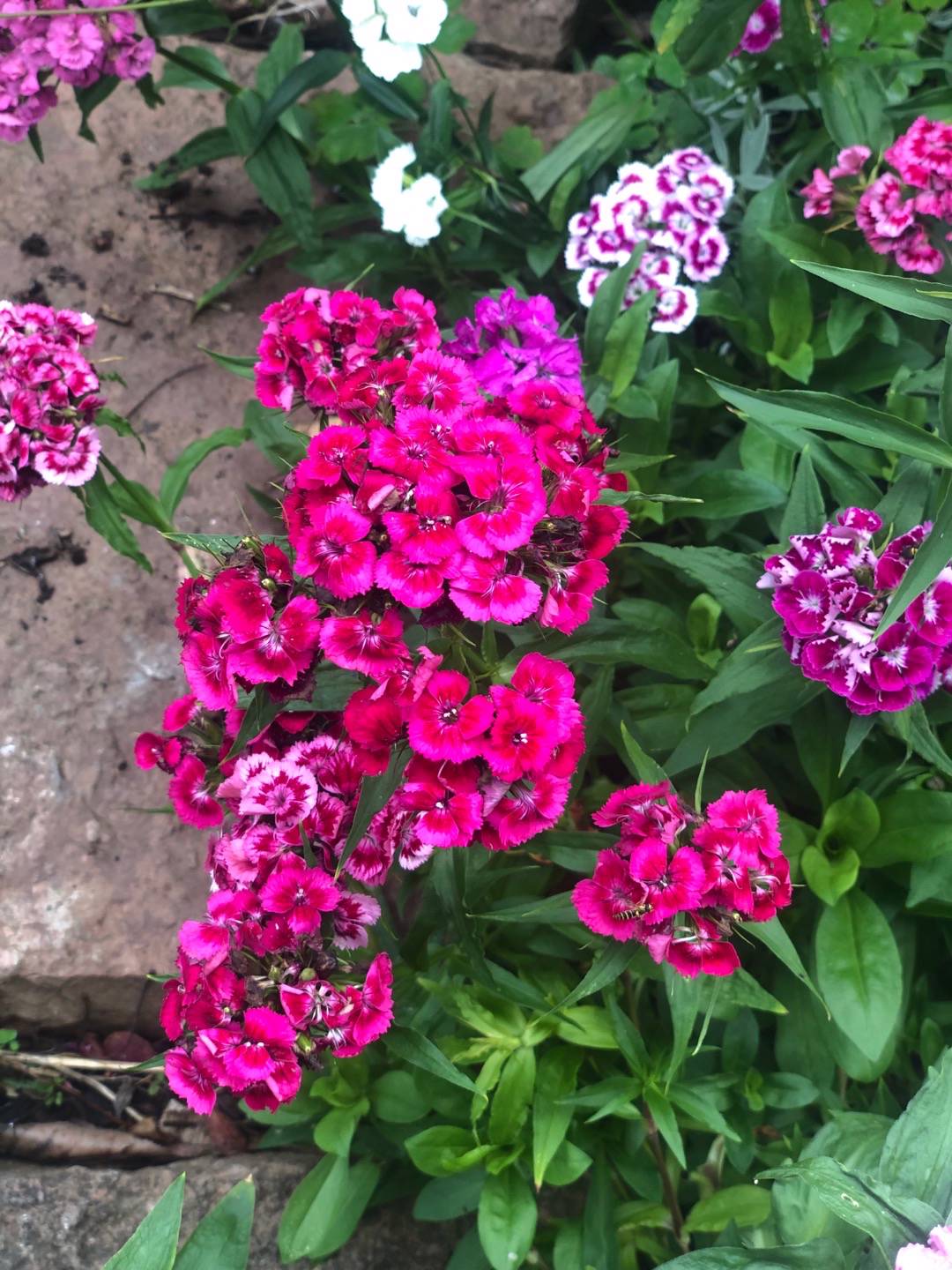 Rensättra trädgård