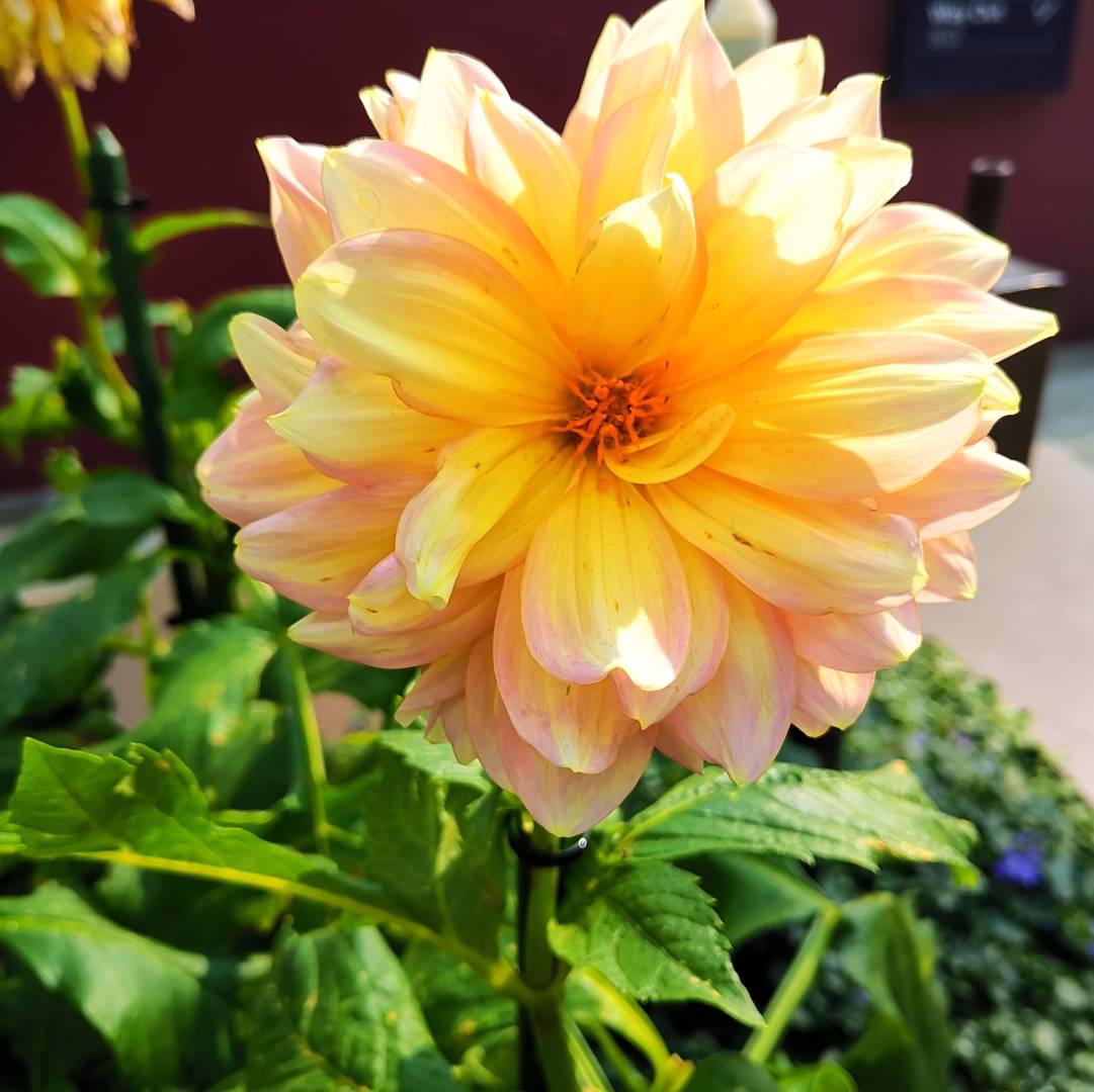 Dahlia Karma Gold