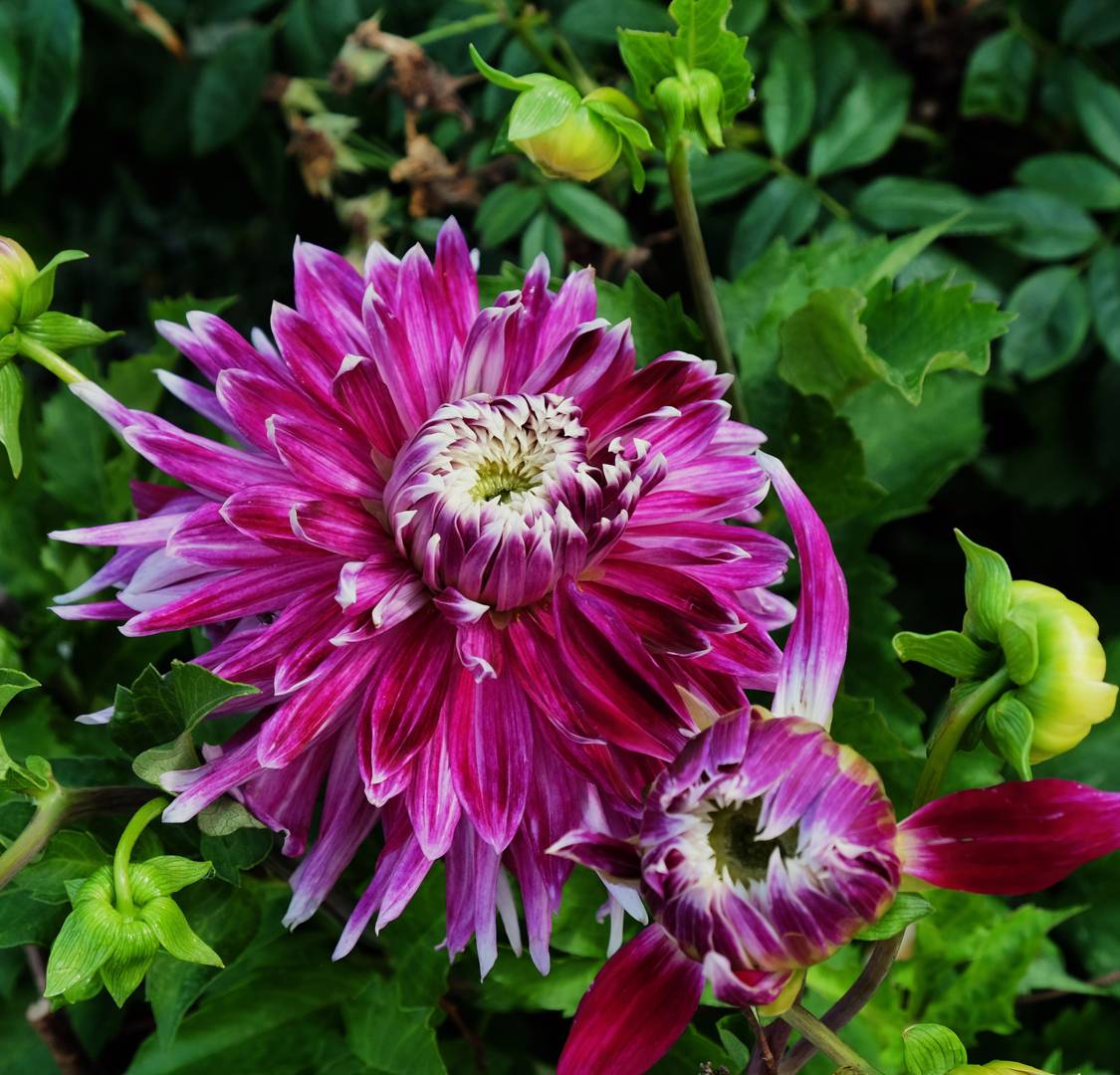 Dahlia Vancouver