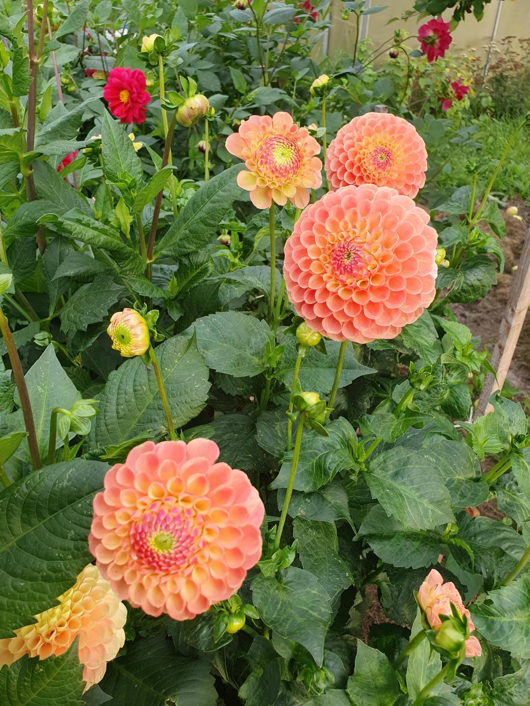 Dahlia Jowey Nicky