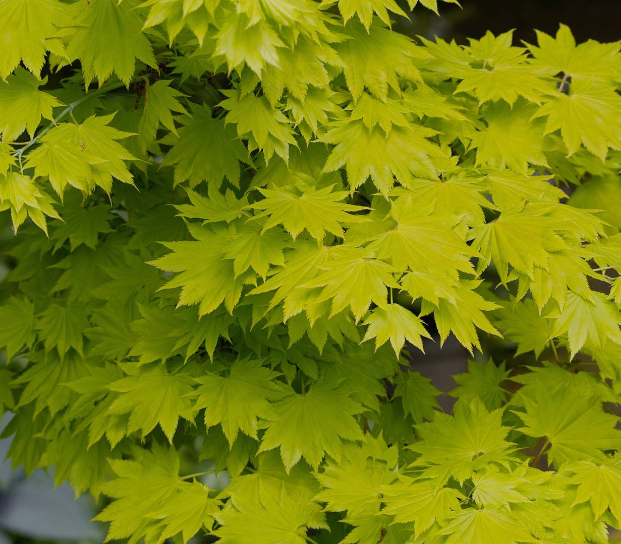 Japansk Gyllenlönn Aureum