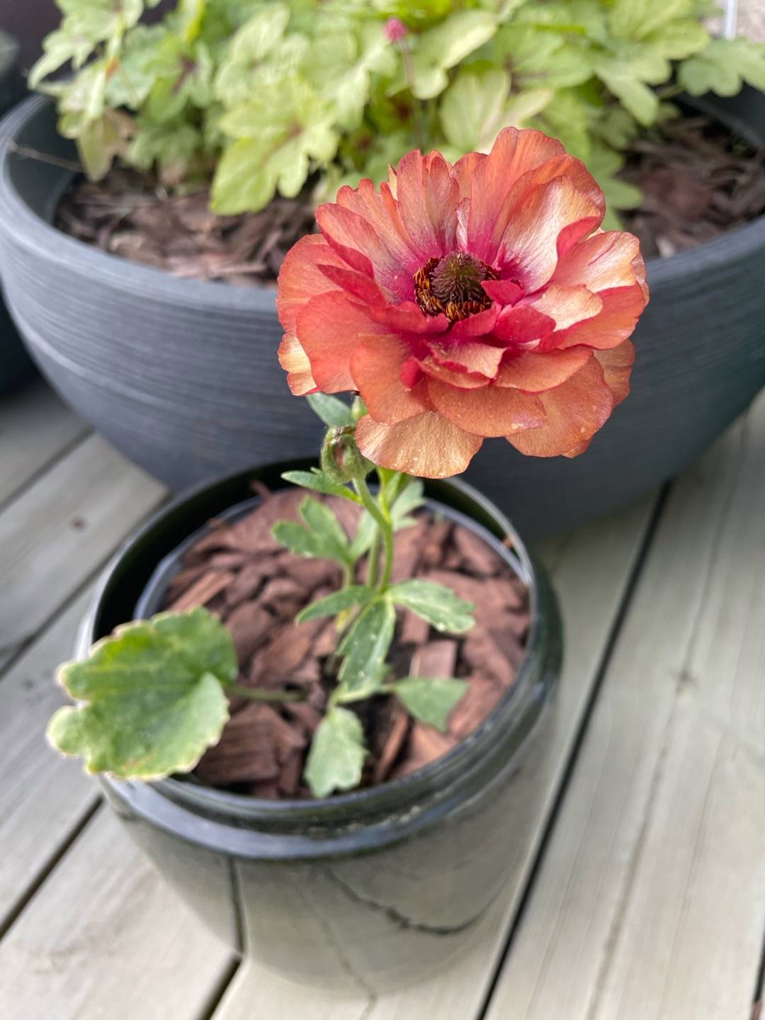 Fjärilsranunkel Musa