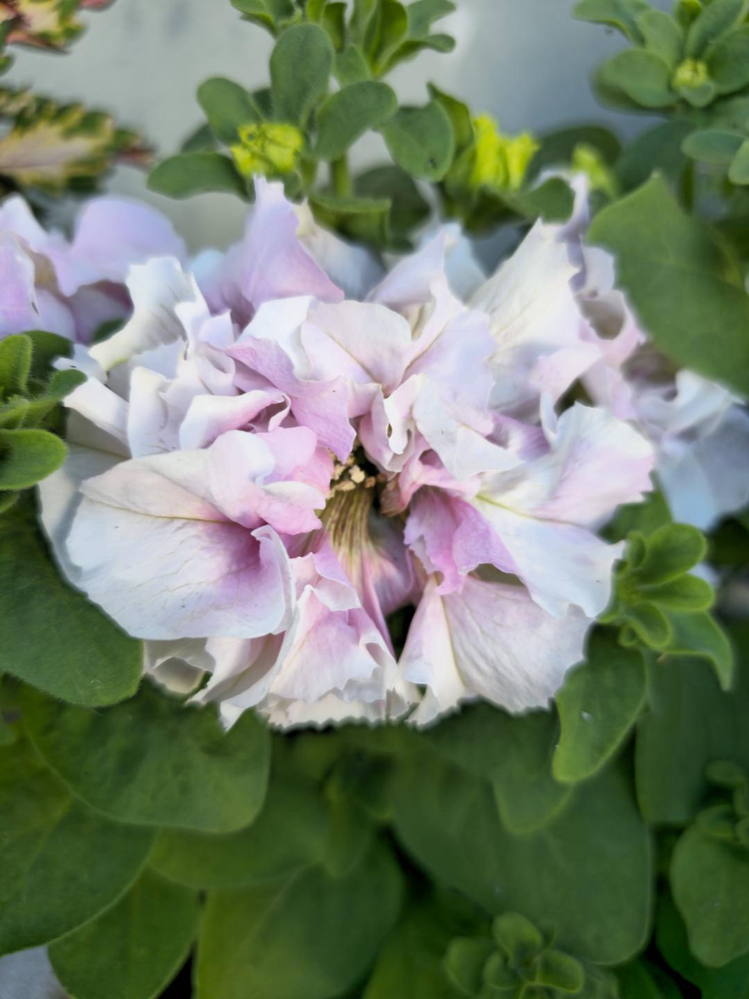 Petunia Cascade Orchid Mist