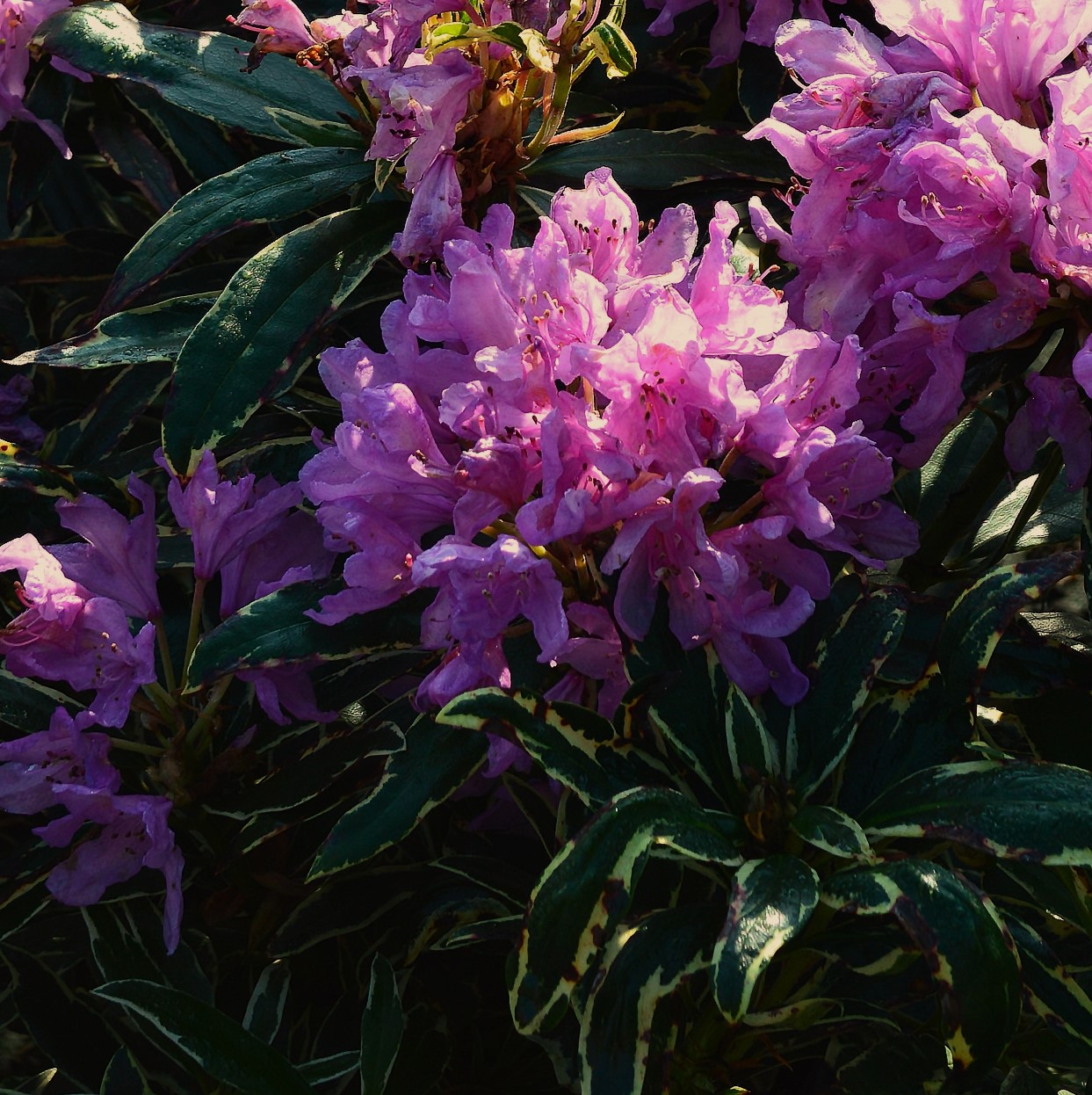 Oh!Garden - Rhododendron Variegatum