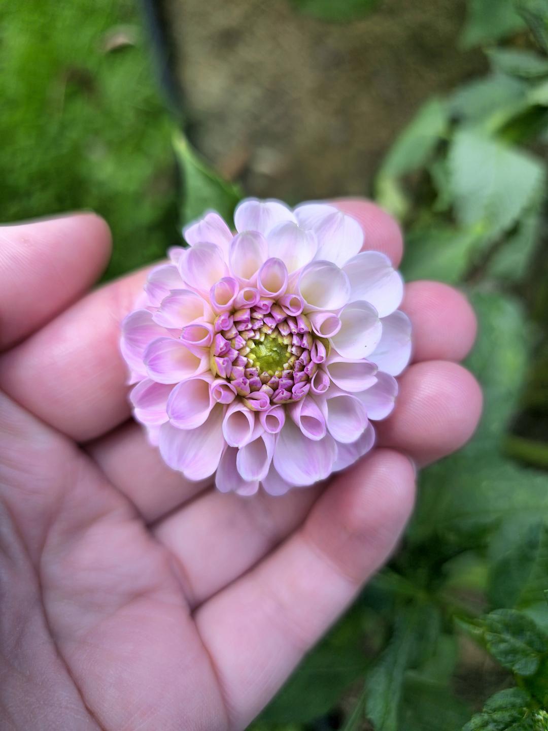 7sortersblomster