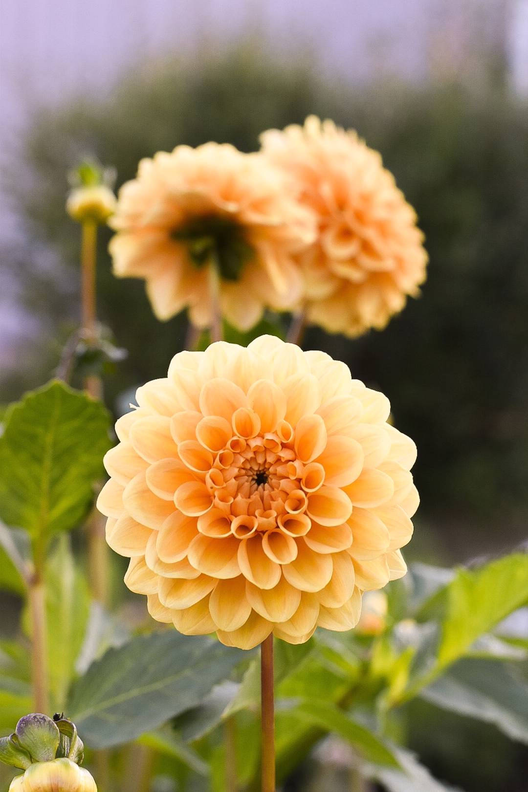 Dahlia Golden Scepter