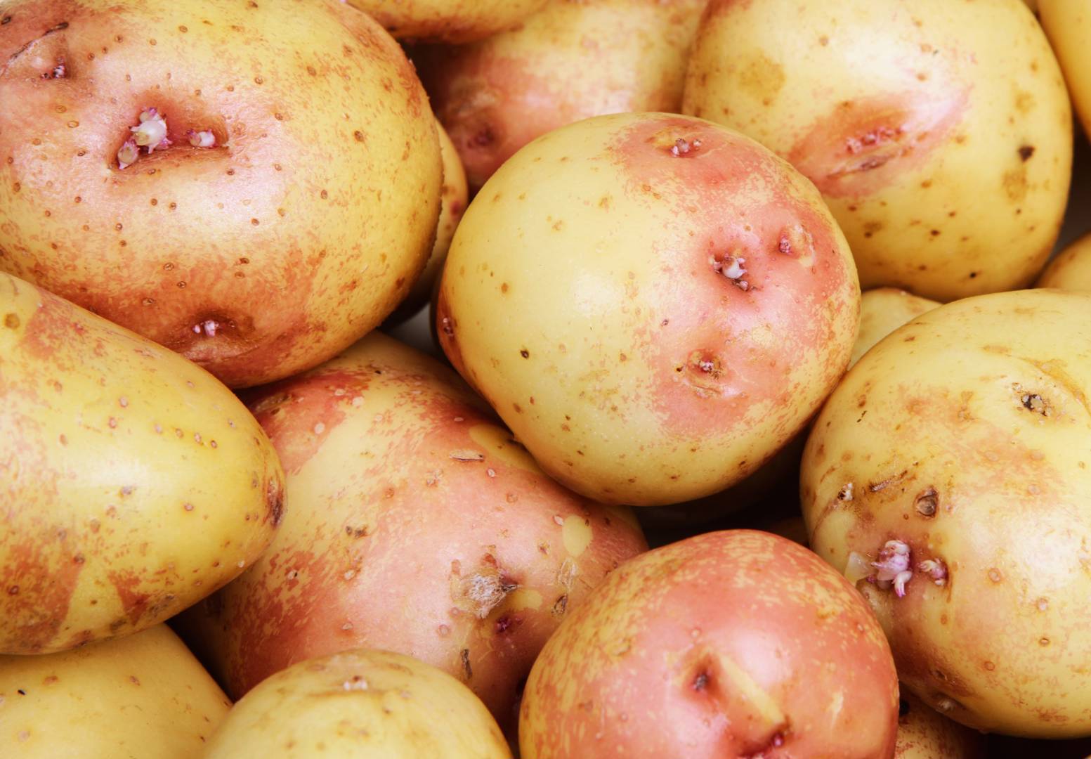 Potatis King Edward