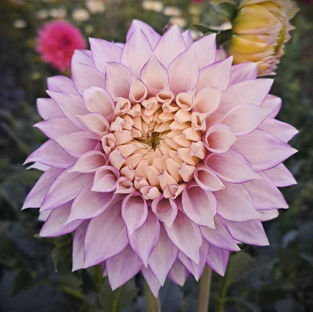 Dahlia Clearview Debbie