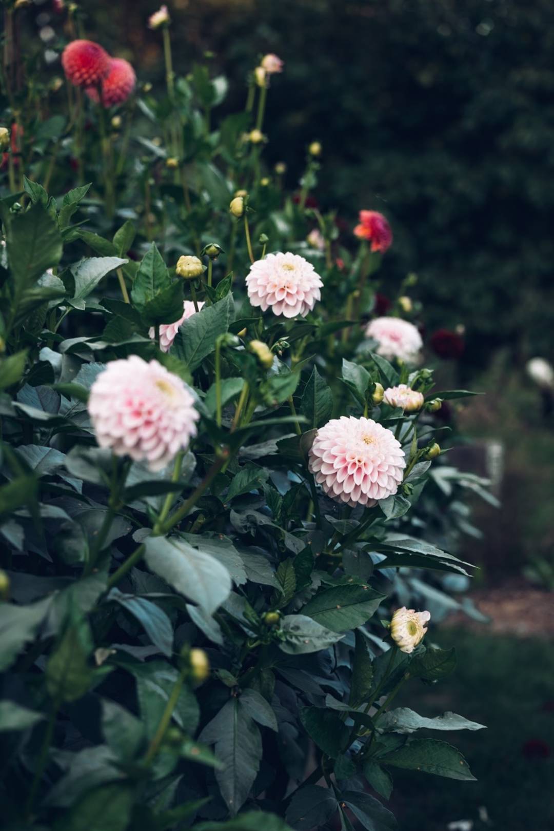 Newbies Garden